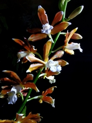 Phaius callosus