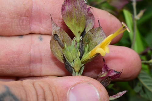Hispaniolan Choral Sage (Salvia foveolata)