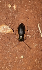 Tetracha
