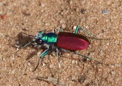 Cicindela scutellaris scutellaris
