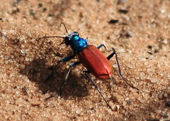 Cicindela scutellaris scutellaris