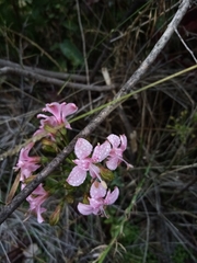 Alstroemeria revoluta