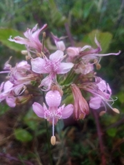 Alstroemeria revoluta