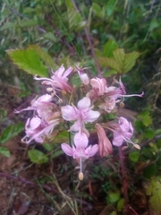 Alstroemeria revoluta