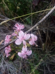 Alstroemeria revoluta