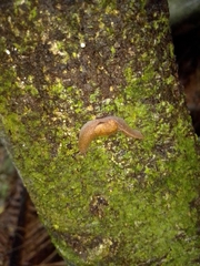 Parmacochlea
