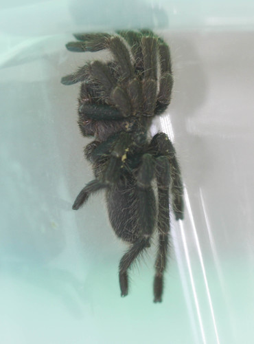 Theraphosidae