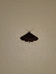 Metalectra praecisalis