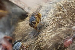 Calliphora stygia