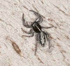 Ocrisiona leucocomis