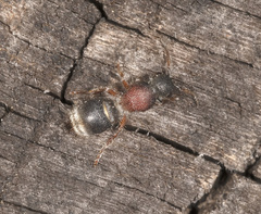 Ephutomorpha cordatiformis