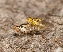 Chloromerus striatifrons