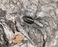 Ocrisiona leucocomis