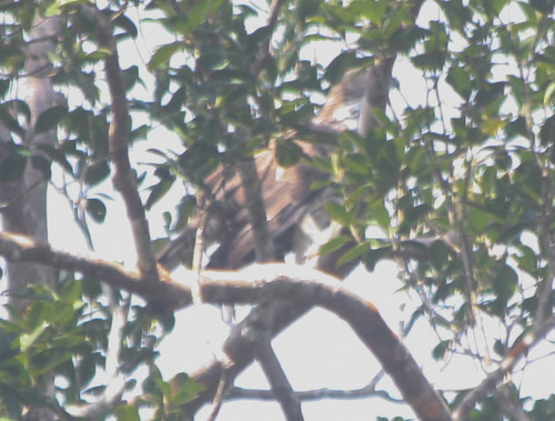 Nisaetus cirrhatus