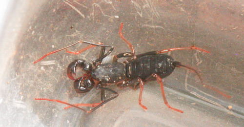 Thelyphonidae