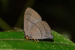 Euselasia brevicauda