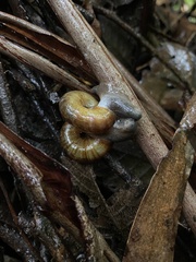 Austrorhytida capillacea