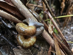 Austrorhytida capillacea