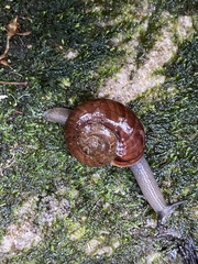 Austrorhytida capillacea
