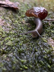 Austrorhytida capillacea