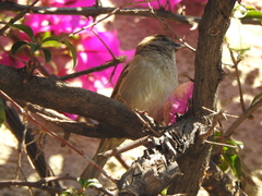 Passer domesticus