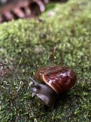 Austrorhytida capillacea