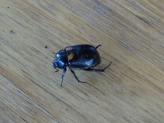 Oryctomorphus bimaculatus