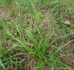 Cyperus retroflexus