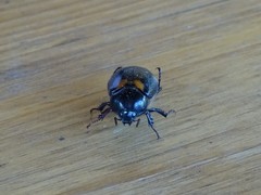 Oryctomorphus bimaculatus