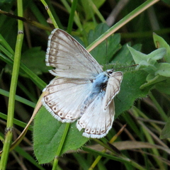 Polyommatus albicans