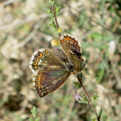 Polyommatus albicans