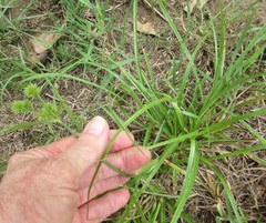 Cyperus retroflexus