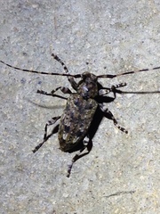 Astyleiopus variegatus