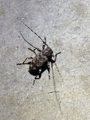 Astyleiopus variegatus