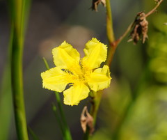 Ornduffia reniformis