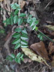 Ventilago elegans