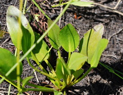 Ornduffia reniformis