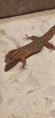 Sphaerodactylus difficilis