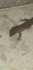 Sphaerodactylus difficilis