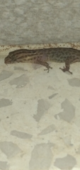 Sphaerodactylus difficilis