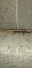 Sphaerodactylus difficilis