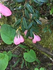 Philesia magellanica