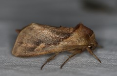 Bellura densa