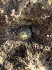 Cellana radians
