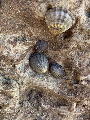 Cellana radians