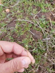 Pterostegia drymarioides