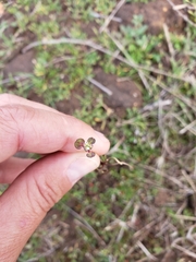 Pterostegia drymarioides