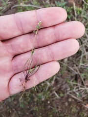 Pterostegia drymarioides