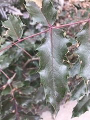 Berberis aquifolium