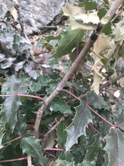 Berberis aquifolium